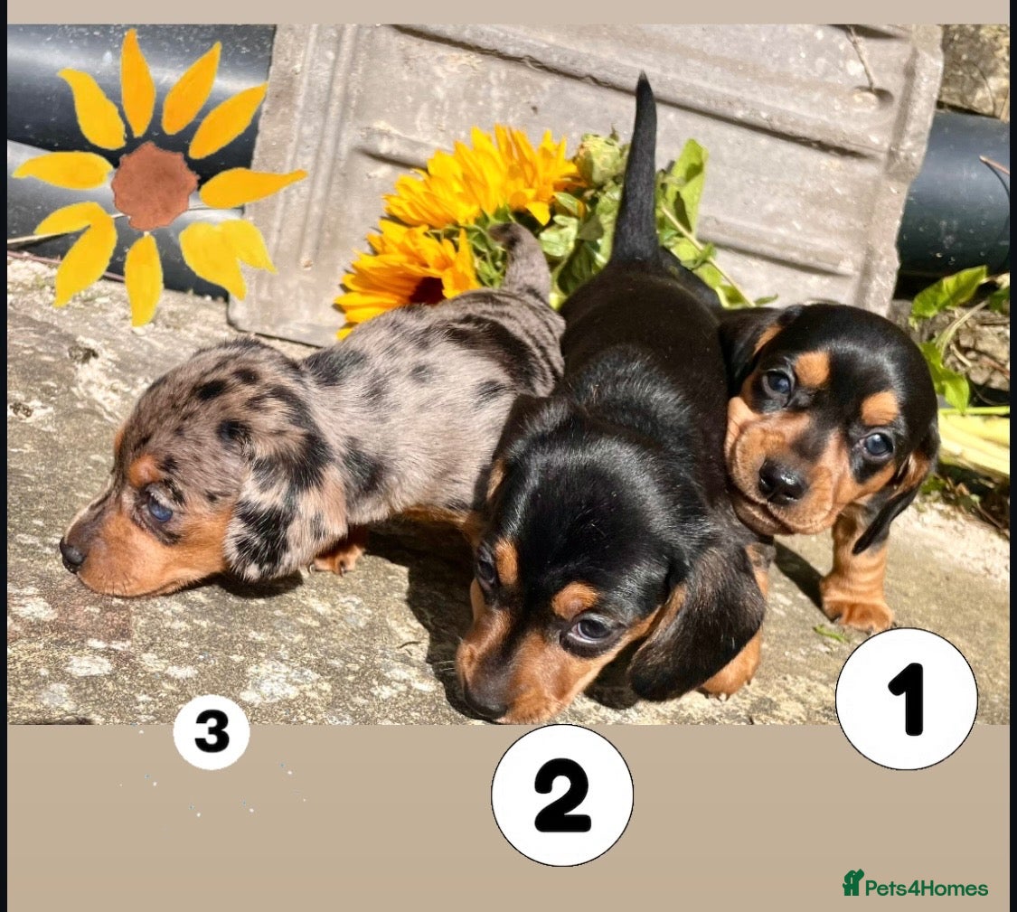 Miniature Dachshund dogs 💕 Lovely Miniature Dachshund Puppies - Advert 6