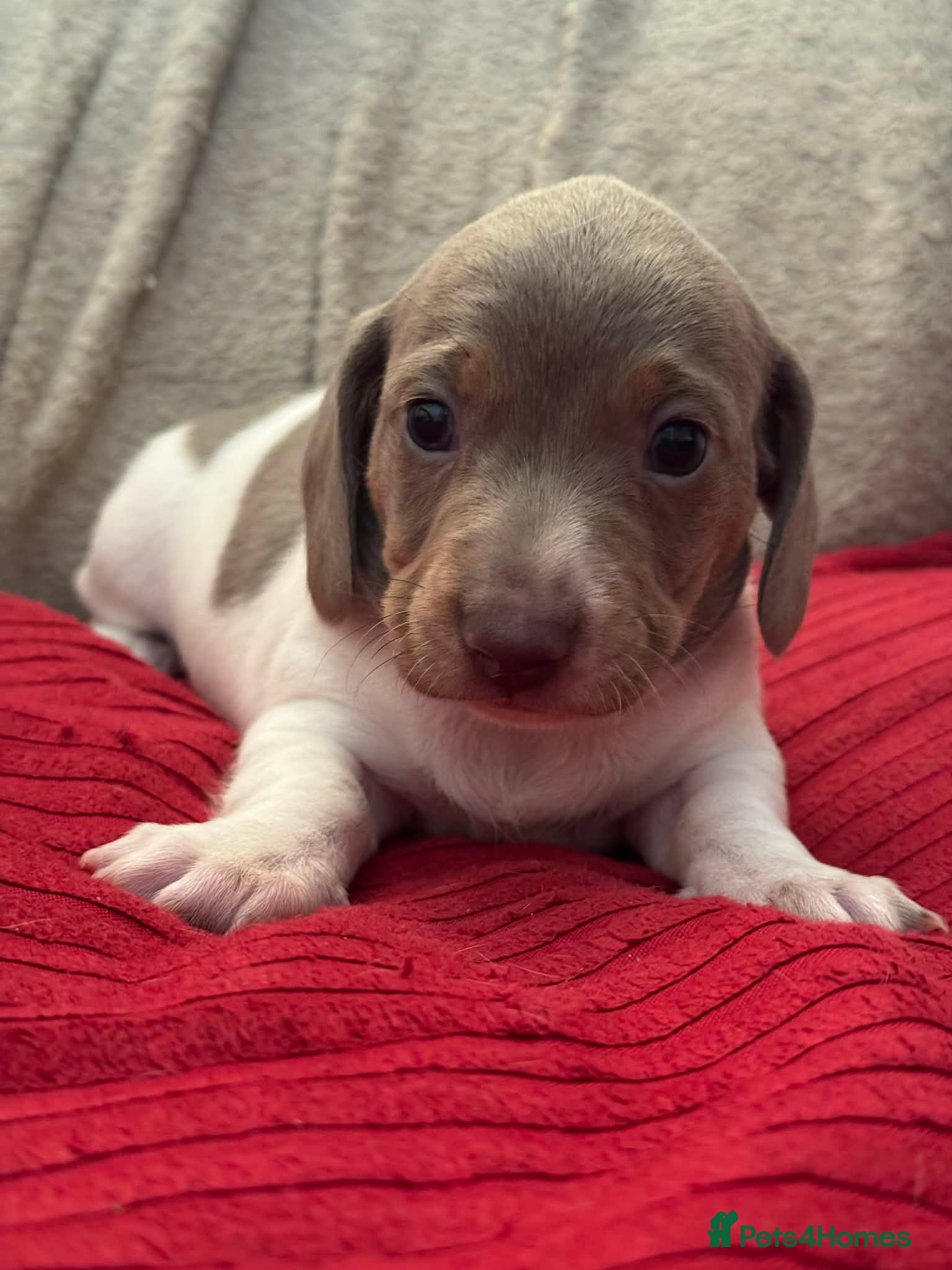 Miniature Dachshund dogs Mini dachshund puppies - Advert 1