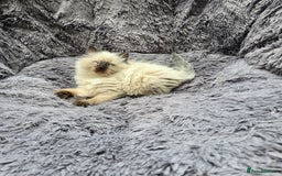 Ragdoll cats for sale: GCCF registered ragdoll kittens. in Grimsby - Image 16