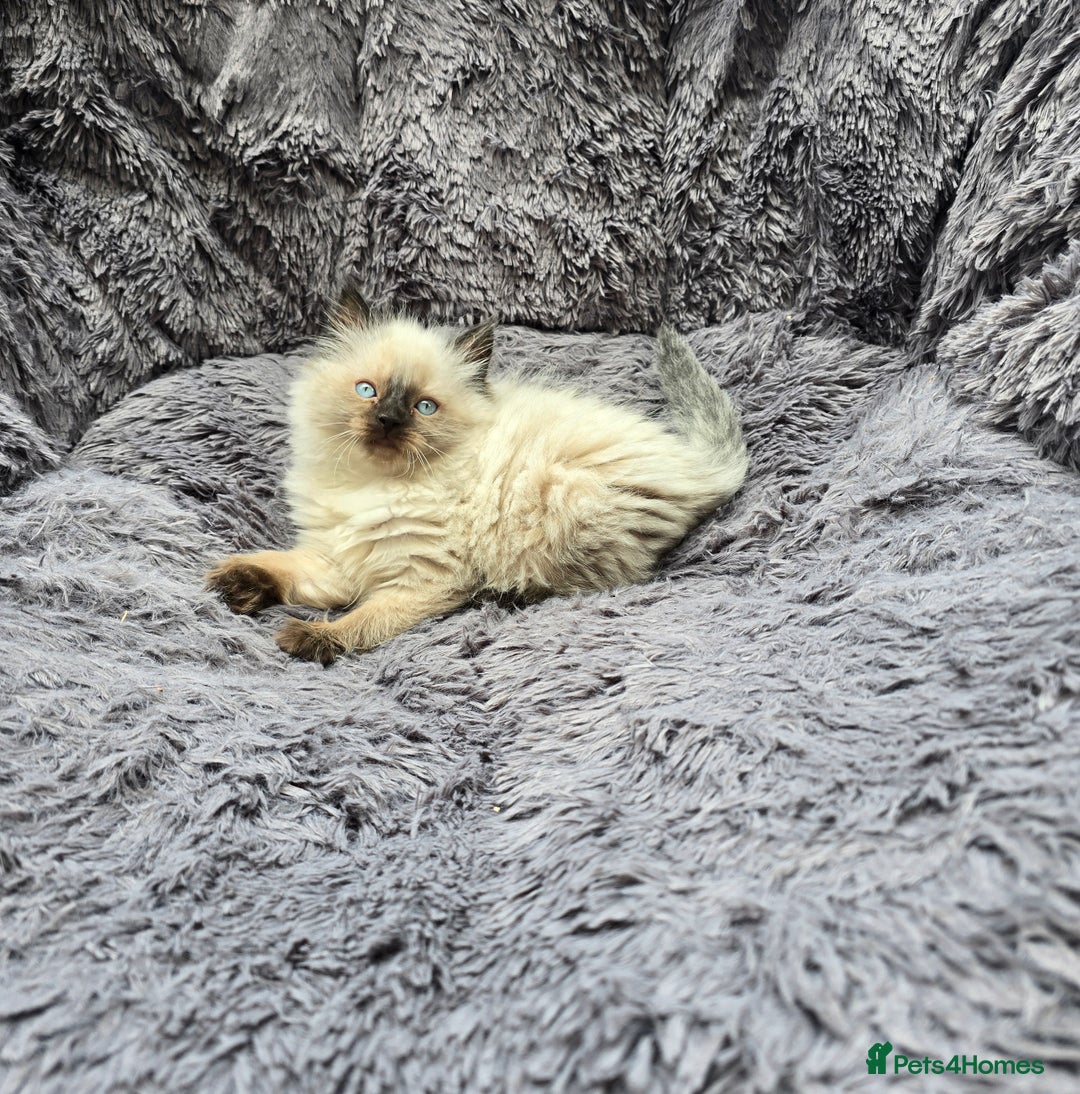 Ragdoll cats for sale: GCCF registered ragdoll kittens. in Grimsby - Image 16