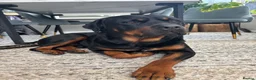 Mixed Breed dogs for sale: Rottweiler x Presa Canario - Advert 16