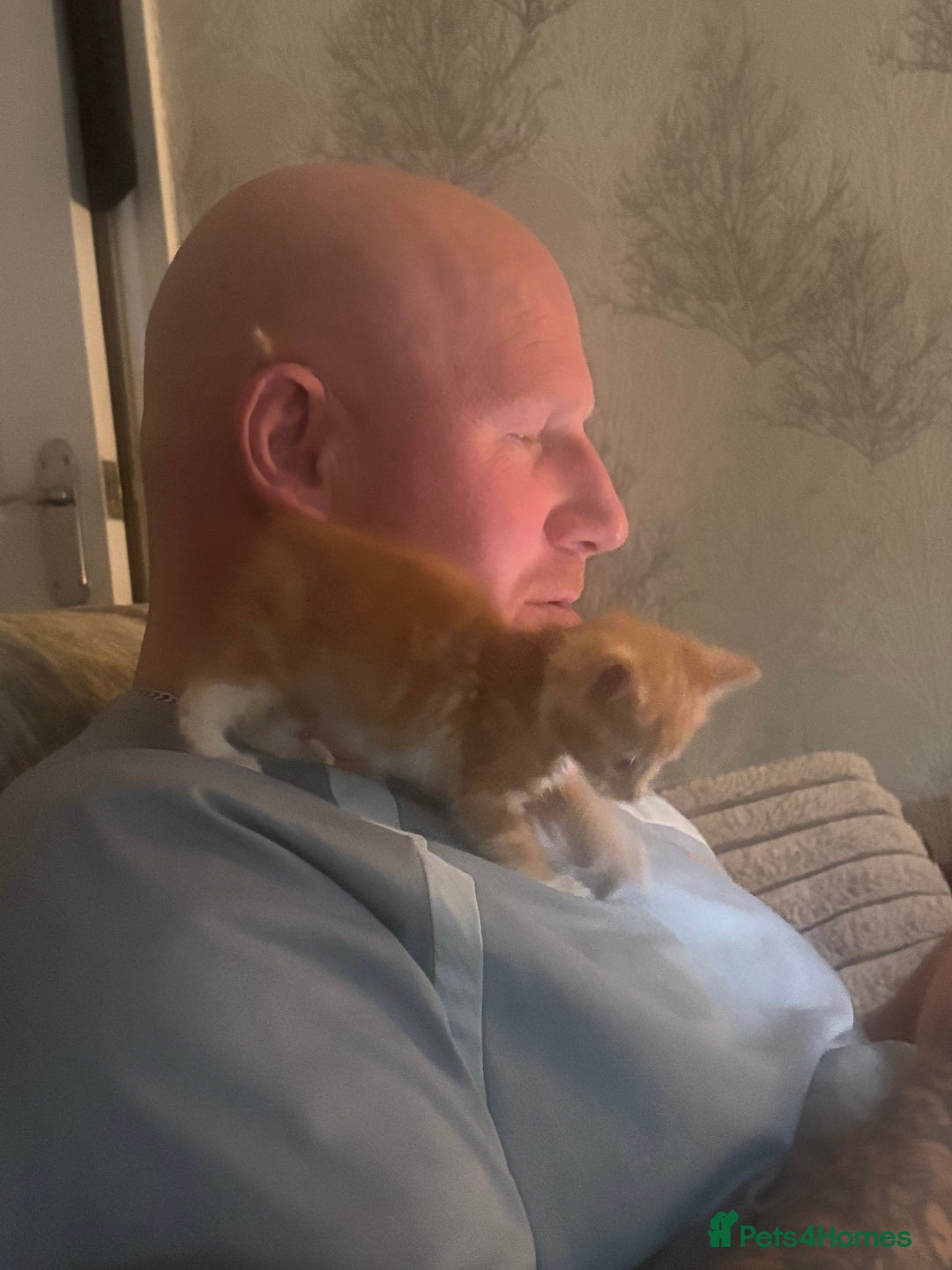 Mixed Breed cats for sale:  Beautiful little kittens needing new homes  - Advert 10