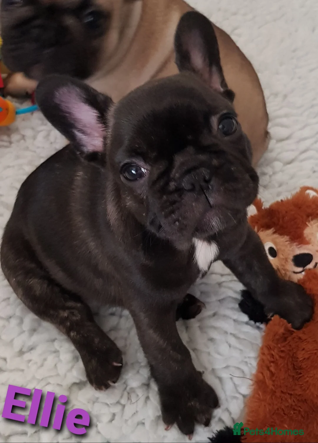 French Bulldog dogs for sale: KC QUALITY PUPPIES - Advert 1