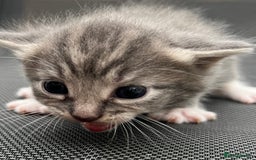 Mixed Breed cats for sale: Kittens - Image 1