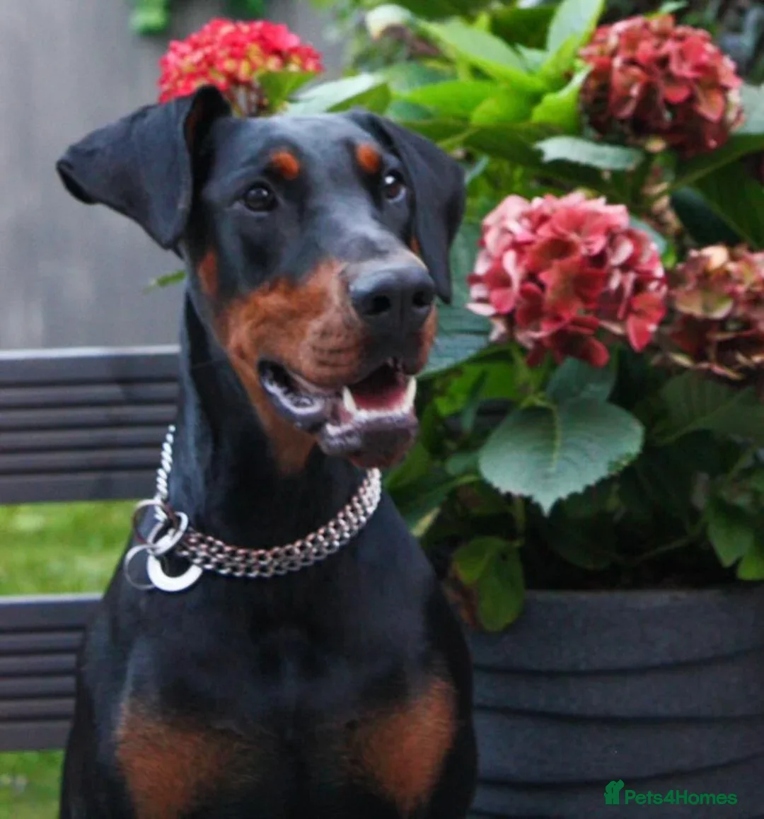 Dobermann dogs for sale: Stunning girl  - Advert 1
