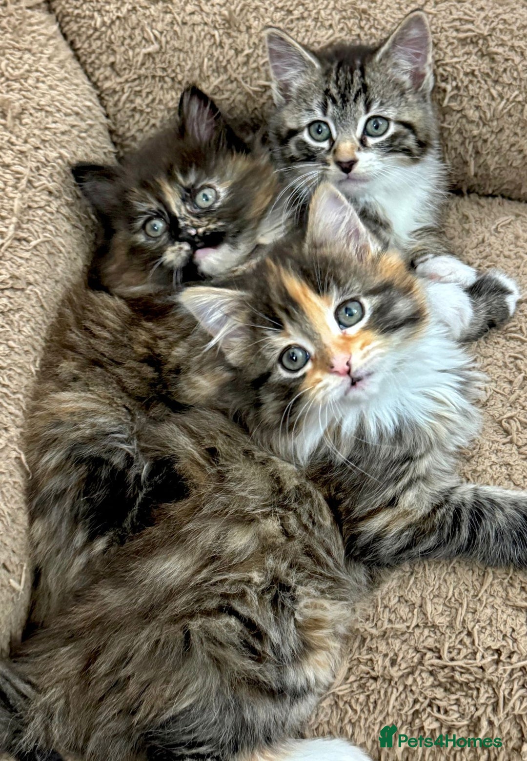 Mixed Breed cats for sale: GORGEOUS KITTENS  - Advert 1