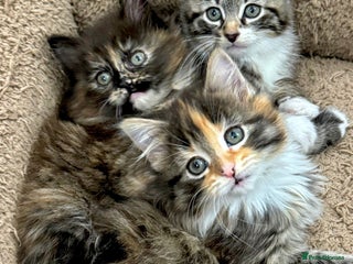 Mixed Breed cats GORGEOUS KITTENS - Advert 3