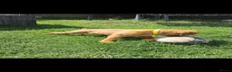 Boxer dogs for sale: Beautiful boxer puppys - Advert 13