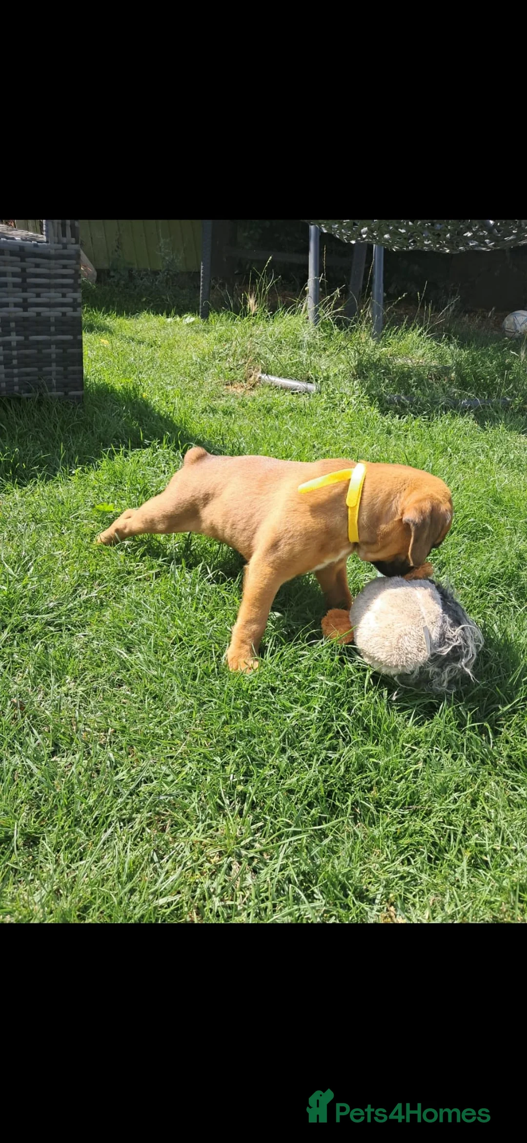Boxer dogs for sale: Beautiful boxer puppys - Advert 13