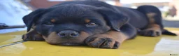 Rottweiler dogs for sale: Champion-Bred Rottweiler Puppies for Loving Homes - Advert 16
