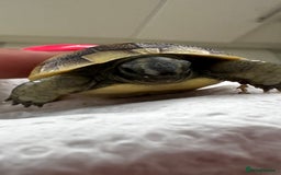 Tortoise reptiles for sale: Baby Spur thigh tortoises  - Image 5