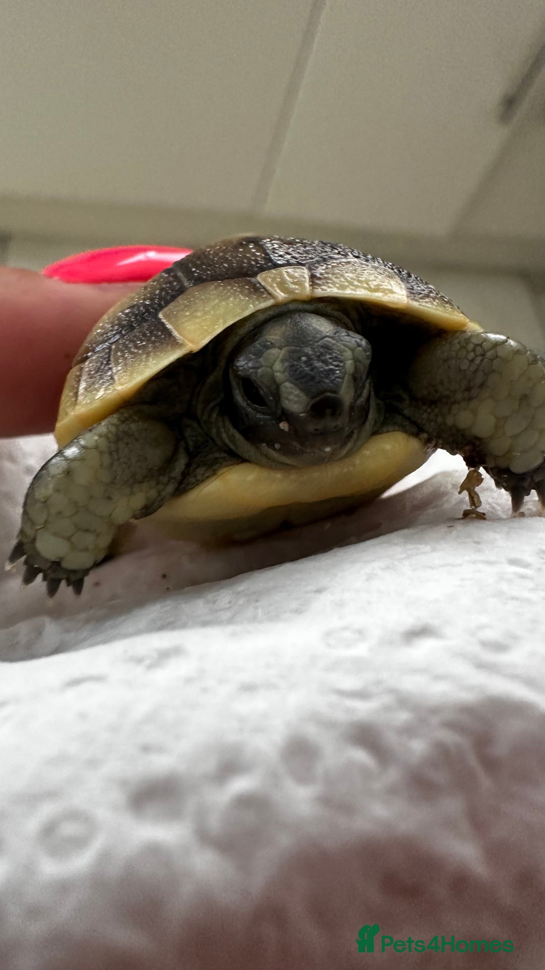 Tortoise reptiles for sale: Baby Spur thigh tortoises  - Image 5