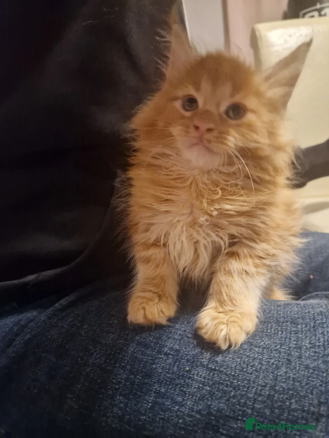 Maine Coon cats for sale: Maine Coon kittens - Advert 6
