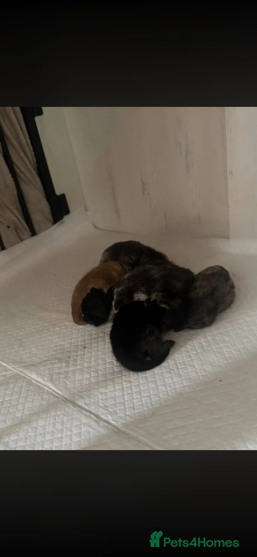 Mixed Breed cats for sale: 5 Beautiful mixed colour kittens - Advert 2