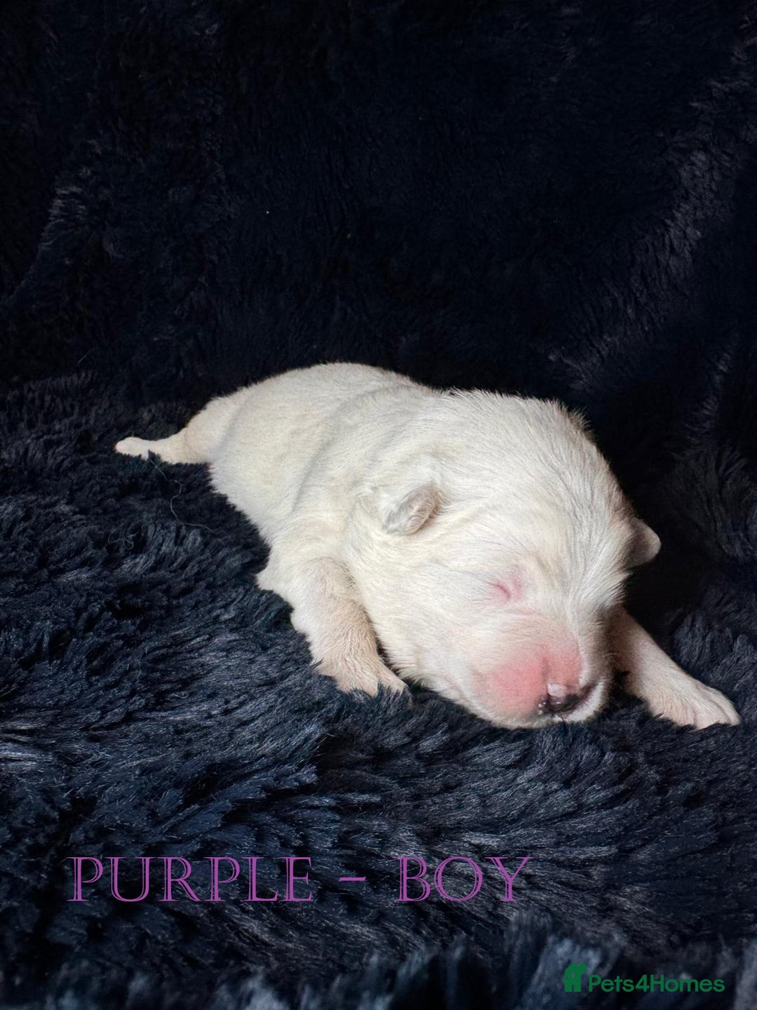 Samoyed dogs for sale: 🌟 Exceptional KC bear-faced Samoyed pups 🌟 - Advert 13