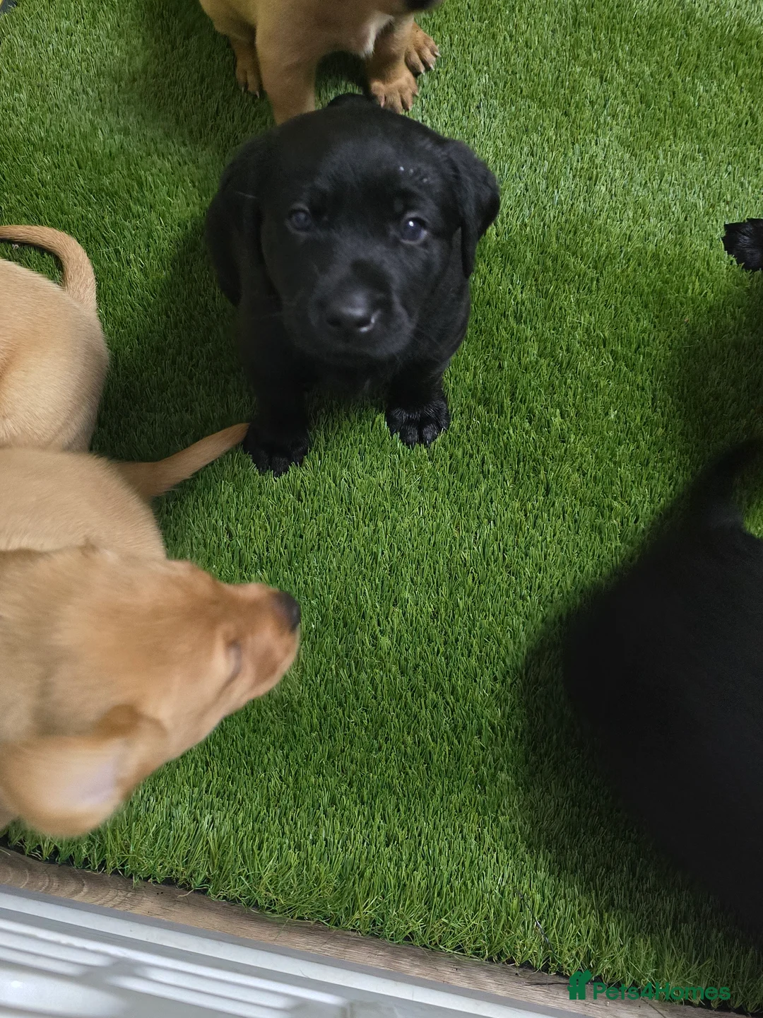 Labrador Retriever dogs for sale: RKC registered Labrador puppies  - Advert 11