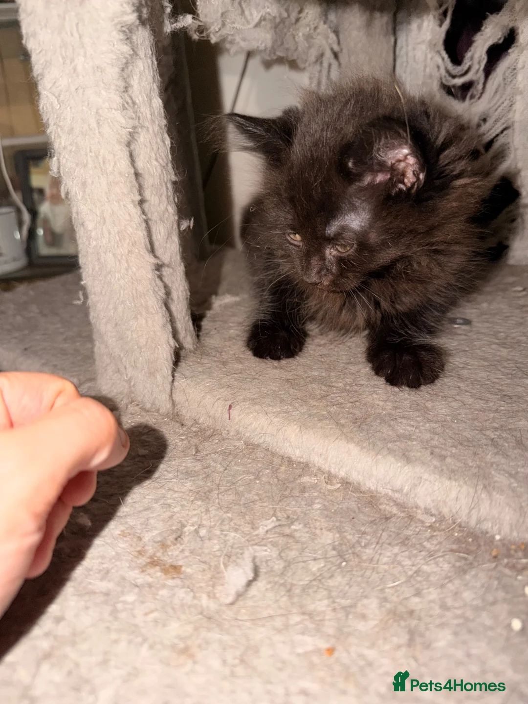 Mixed Breed cats for sale: Two beautiful male kittens  - Advert 2