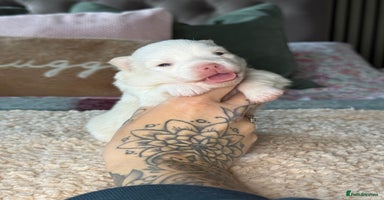 Pomsky dogs F3 Pomsky Puppies - ready 06/01/26 - Advert 11