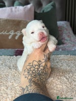 Pomsky dogs F3 Pomsky Puppies - ready 06/01/26 - Advert 2