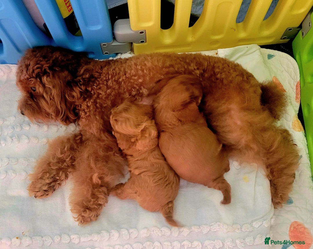 Toy Poodle dogs for sale: 🔥Toy 🔥Mini 🔥Asian Poodle Puppies Girls for sale - Image 14