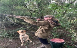Labrador Retriever dogs for stud: Yellow lab for Stud  in Swadlincote - Image 2