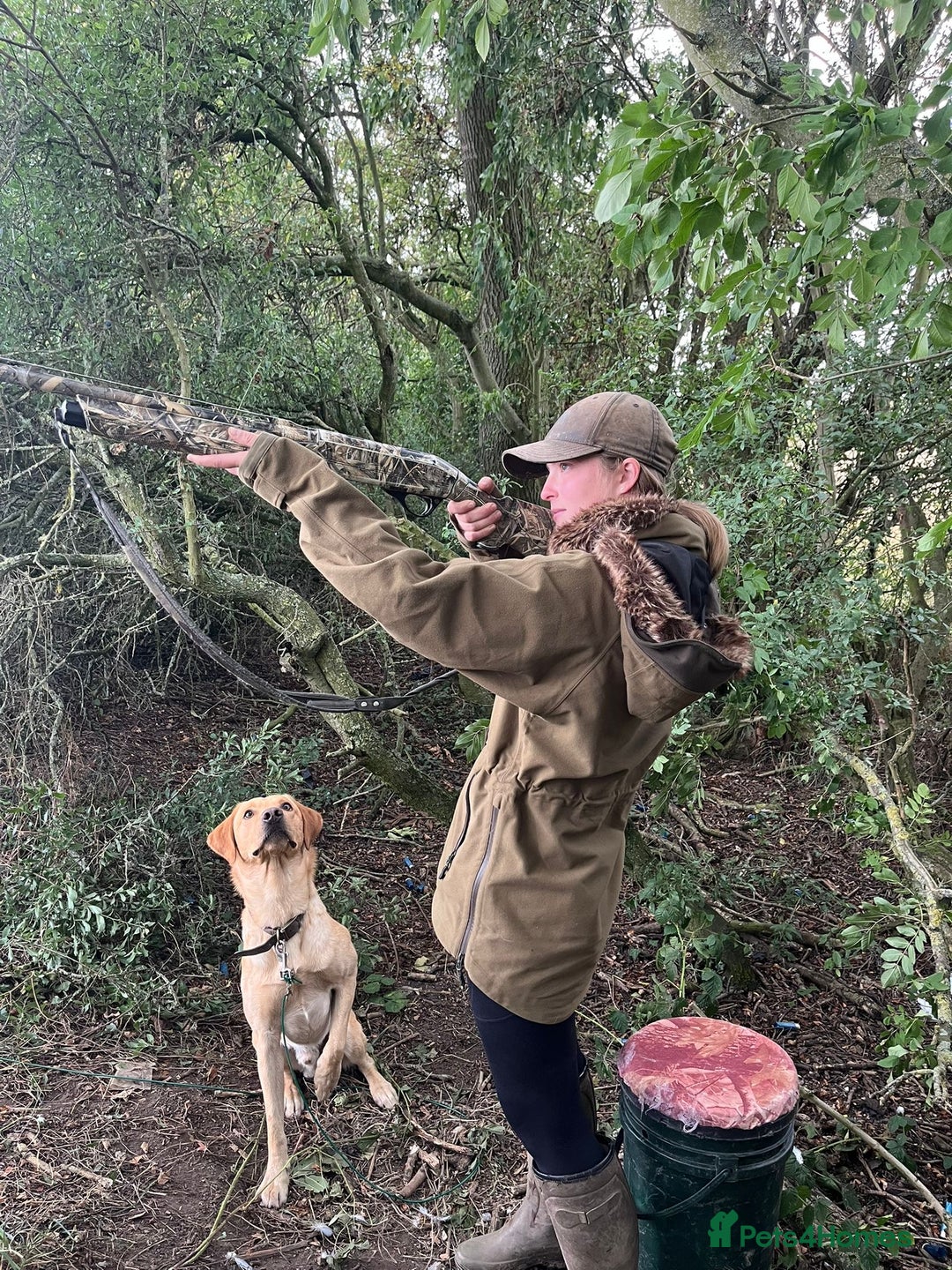 Labrador Retriever dogs for stud: Yellow lab for Stud  in Swadlincote - Image 2
