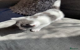 Mixed Breed cats for sale: We are all looking for homes soon - Image 7