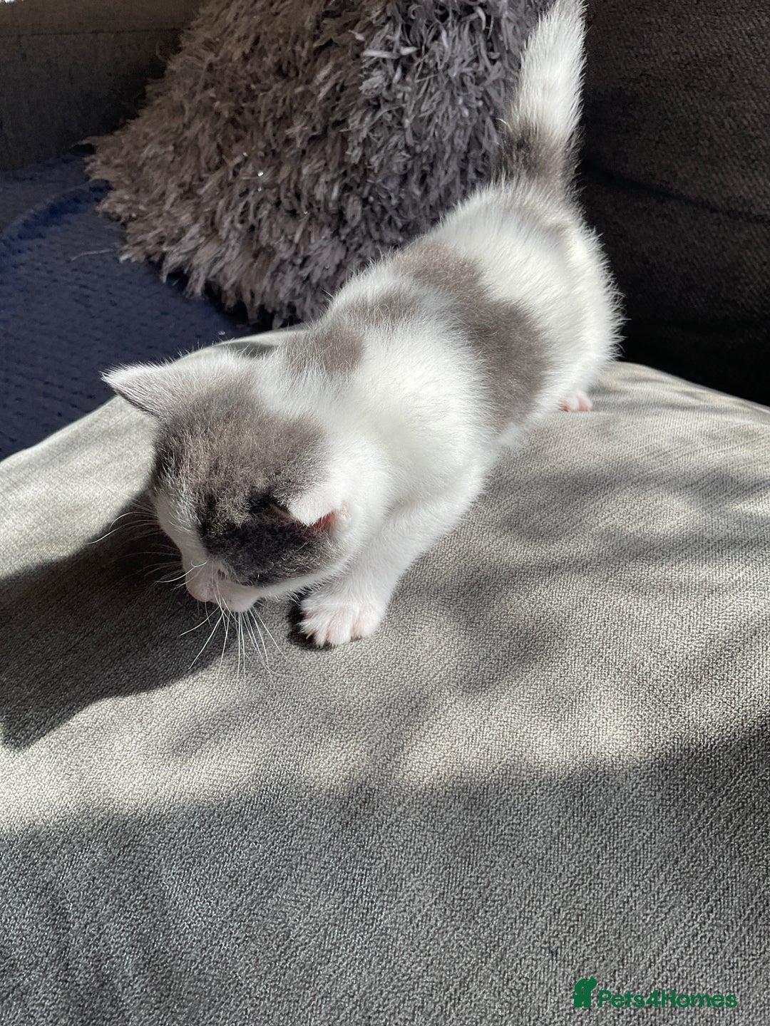 Mixed Breed cats for sale: We are all looking for homes soon - Image 7