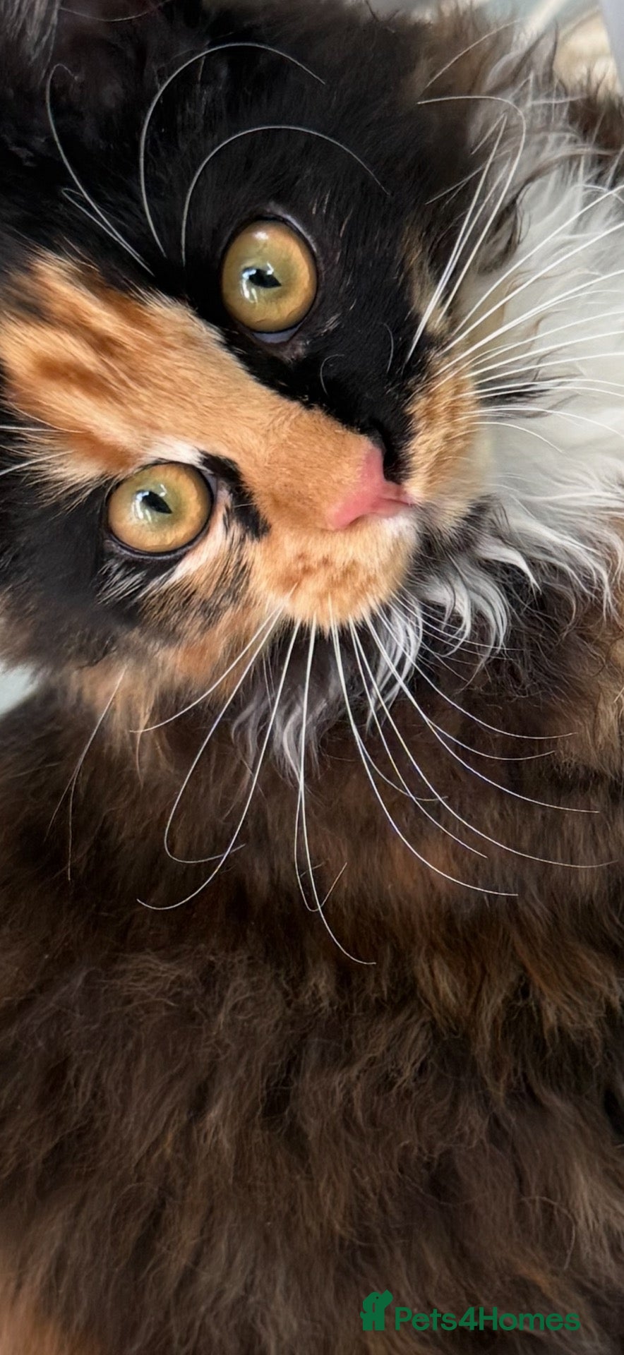 Maine Coon cats Meet Mavis she was born on 7th March 2026  - Advert 8