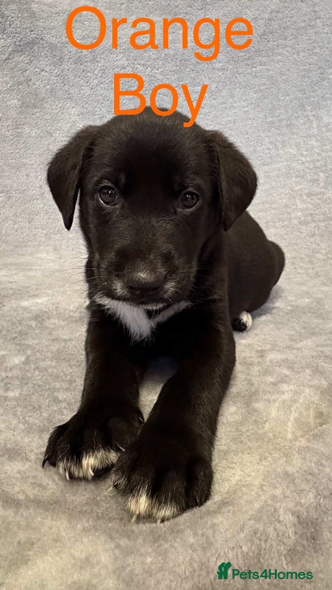 Mixed Breed dogs for sale:  German Shepherd × Dalmatian Puppies  - Advert 7