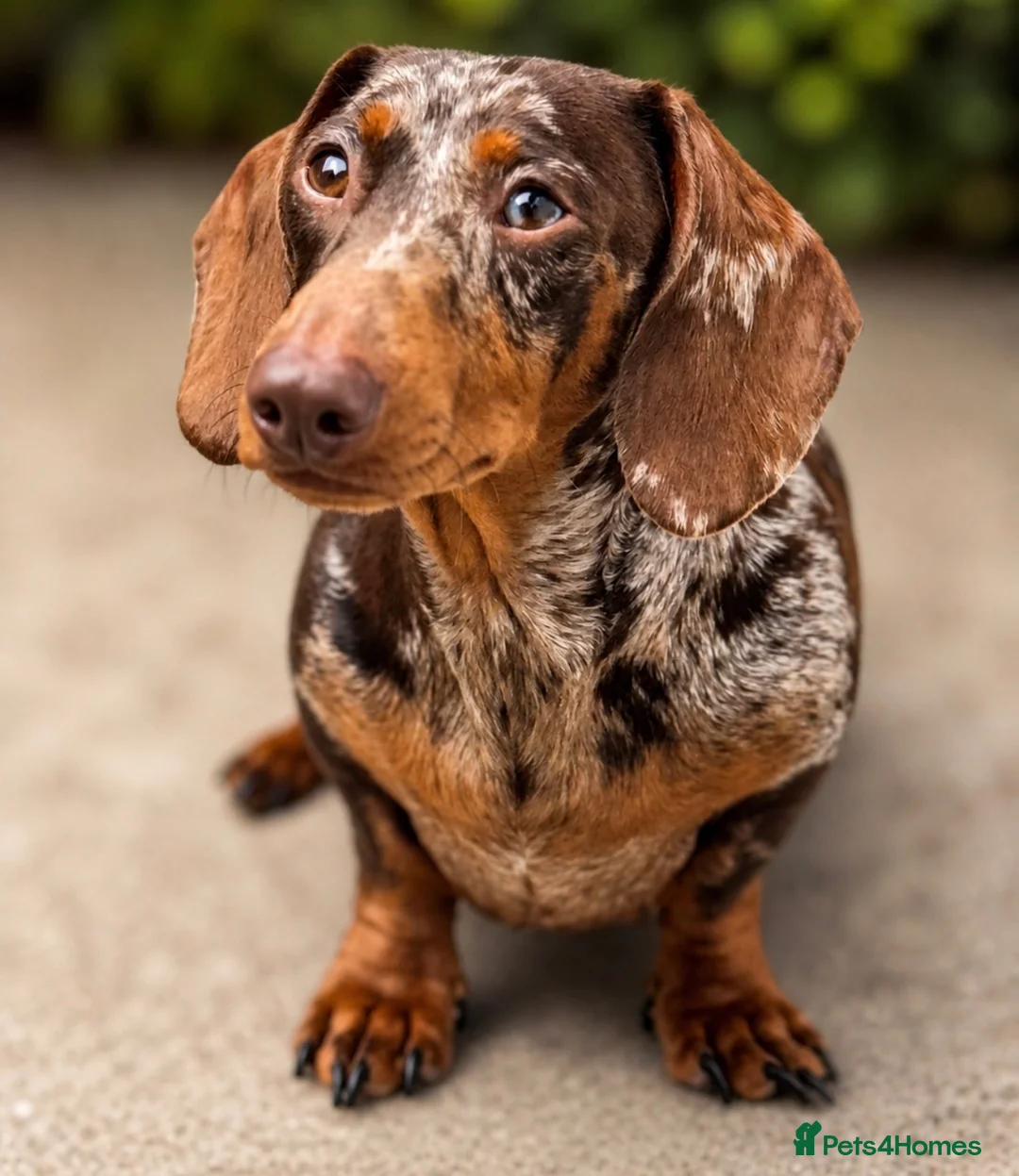 Miniature Dachshund dogs for sale: Beautiful Miniature Dachshund Female - Advert 1