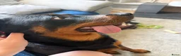 Mixed Breed dogs for sale: Rottie Mix Female  in Hereford - Advert 2