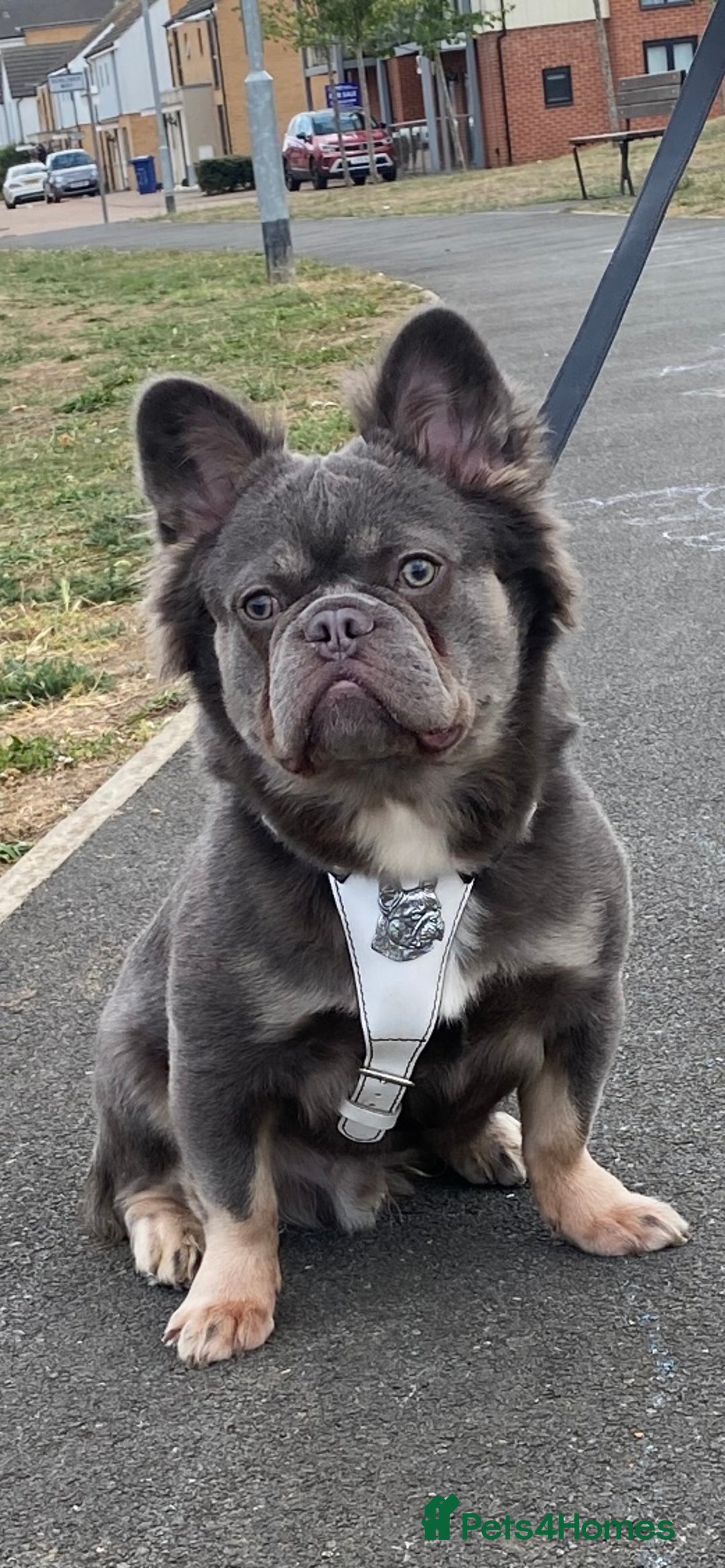 French Bulldog dogs for stud: Lilac and tan visual fluffy boy  - Advert 4