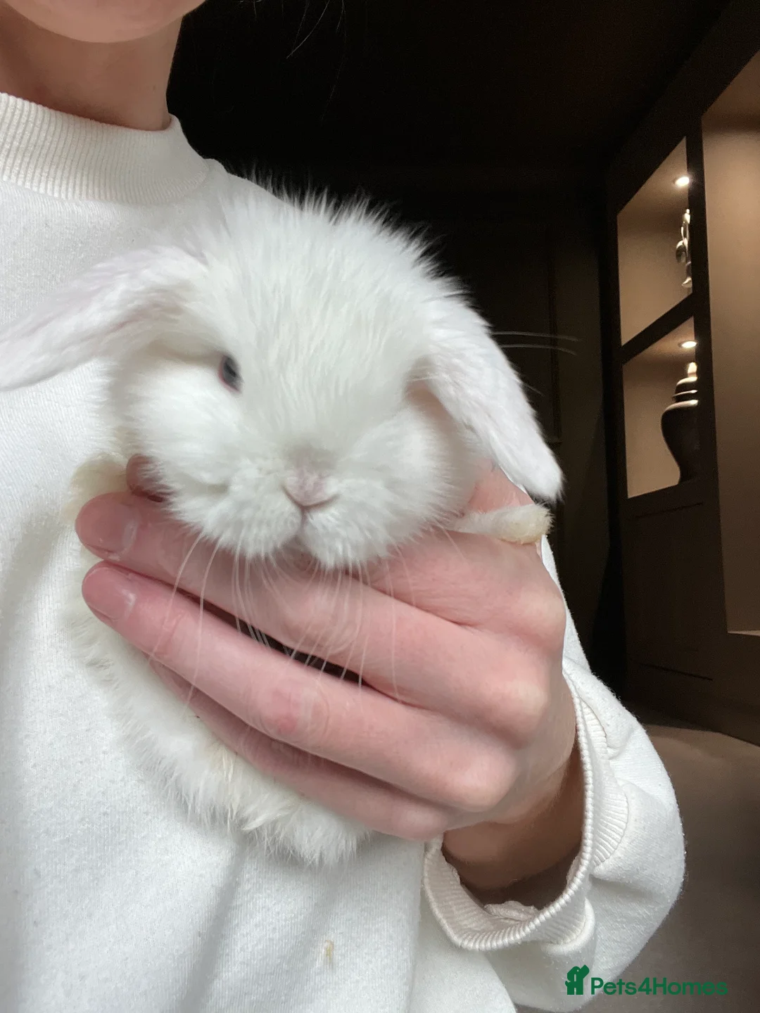 Mini Lop rabbits for sale: Minilop babies available  - Advert 7