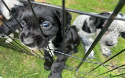 Cocker Spaniel dogs for sale: Working cocker pups - only 2 left - Image 28