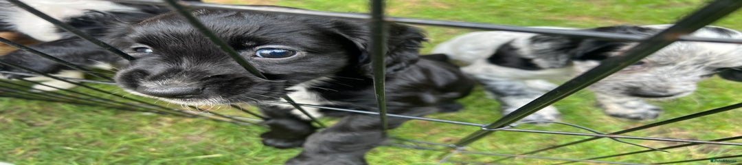 Cocker Spaniel Puppy 6 -Sold