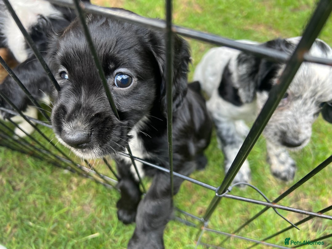 Cocker Spaniel dogs for sale: Working cocker pups - only 2 left - Image 28