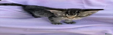 Mixed Breed Kitten 3