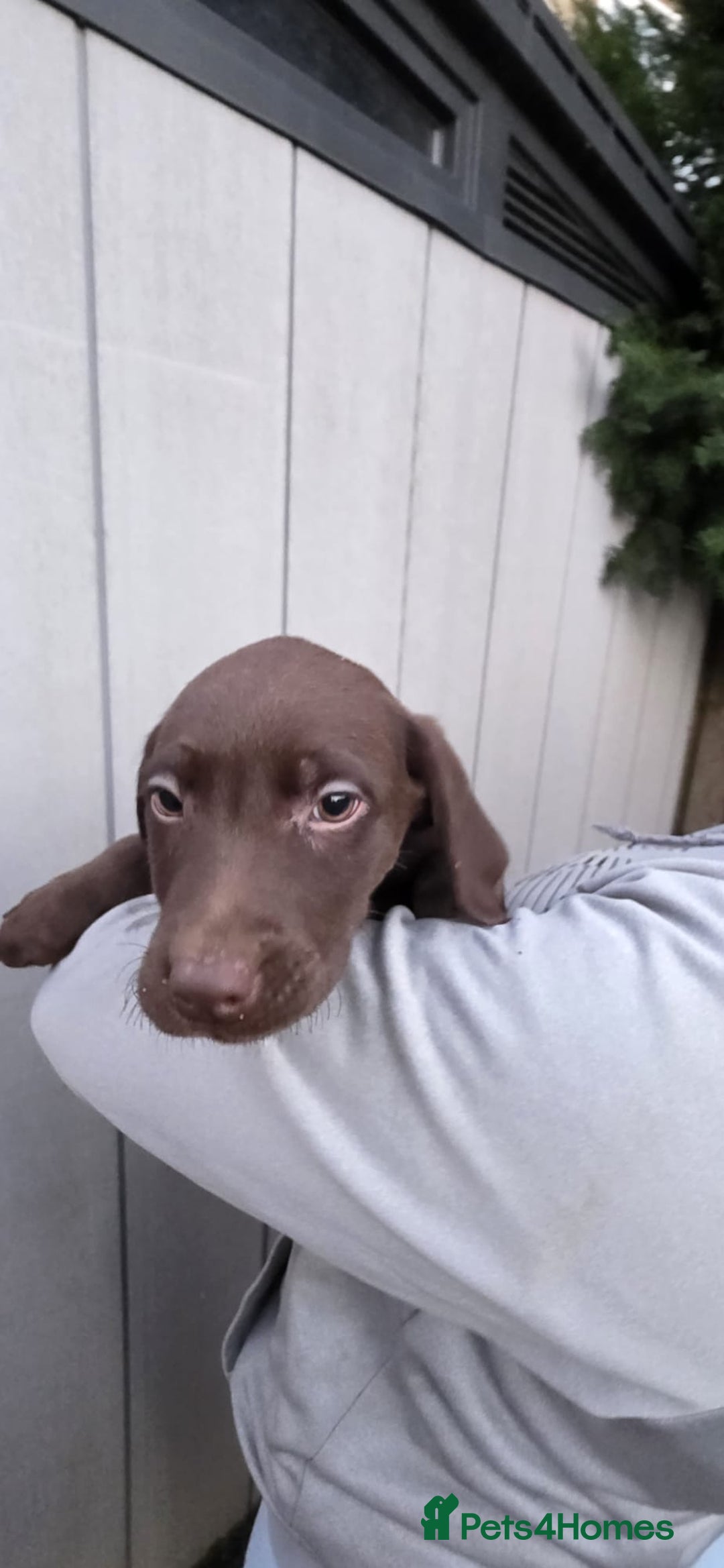 Labrador Retriever dogs for sale: Labrador Puppies Ready for Their Forever Homes🐶💛 - Image 19