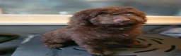Australian Labradoodle dogs for sale: Gorgeous miniature labradoodle babies - Advert 9