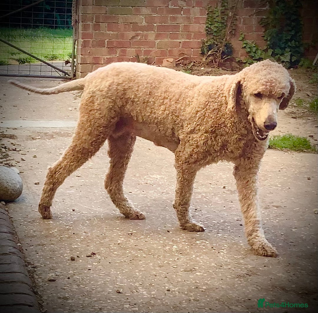 Standard Poodle dogs for sale: KC standard poodles expected soon! - Image 3