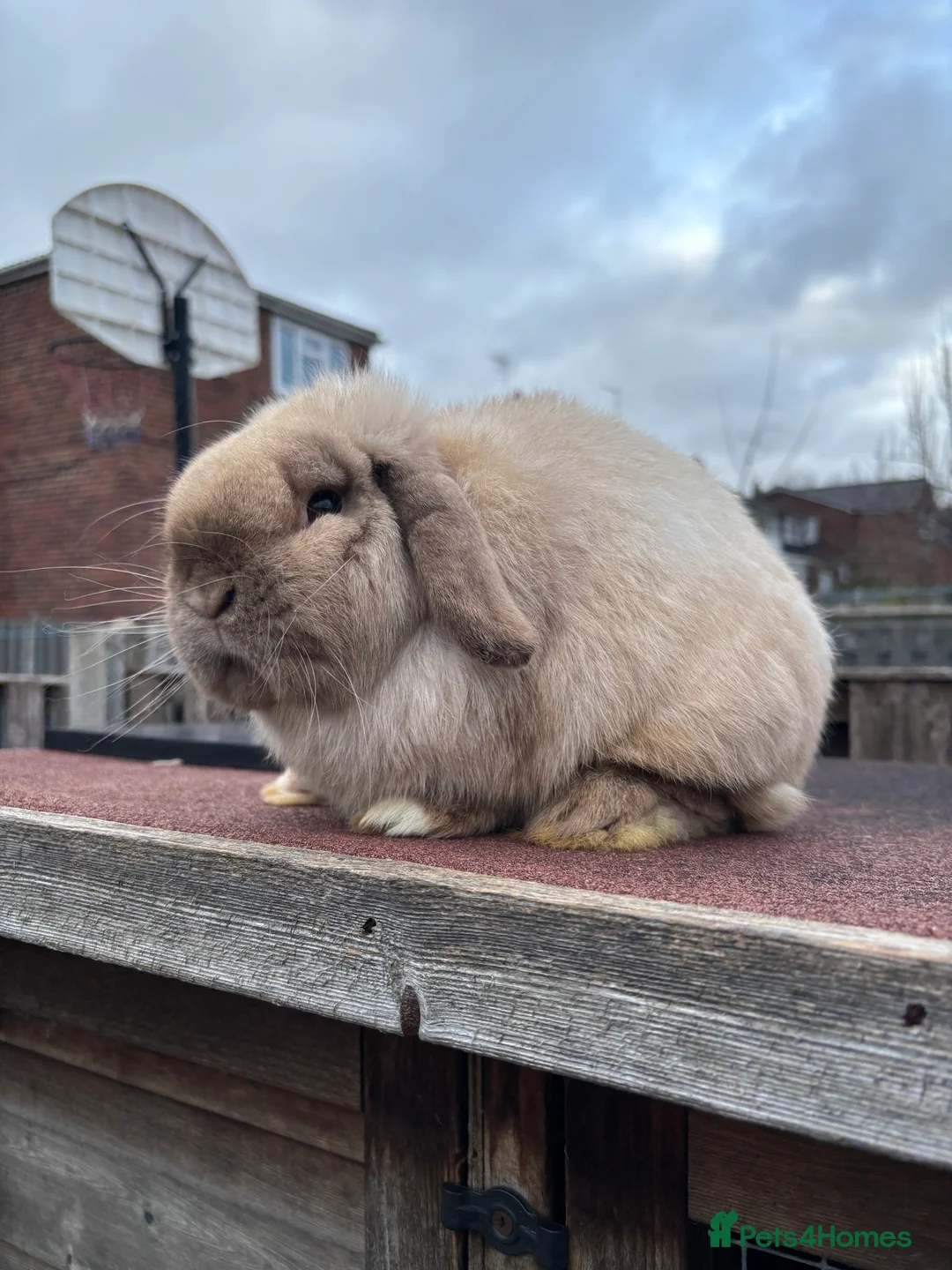 Mini Lop rabbits for sale: Chunky Adult Buck  - Advert 2