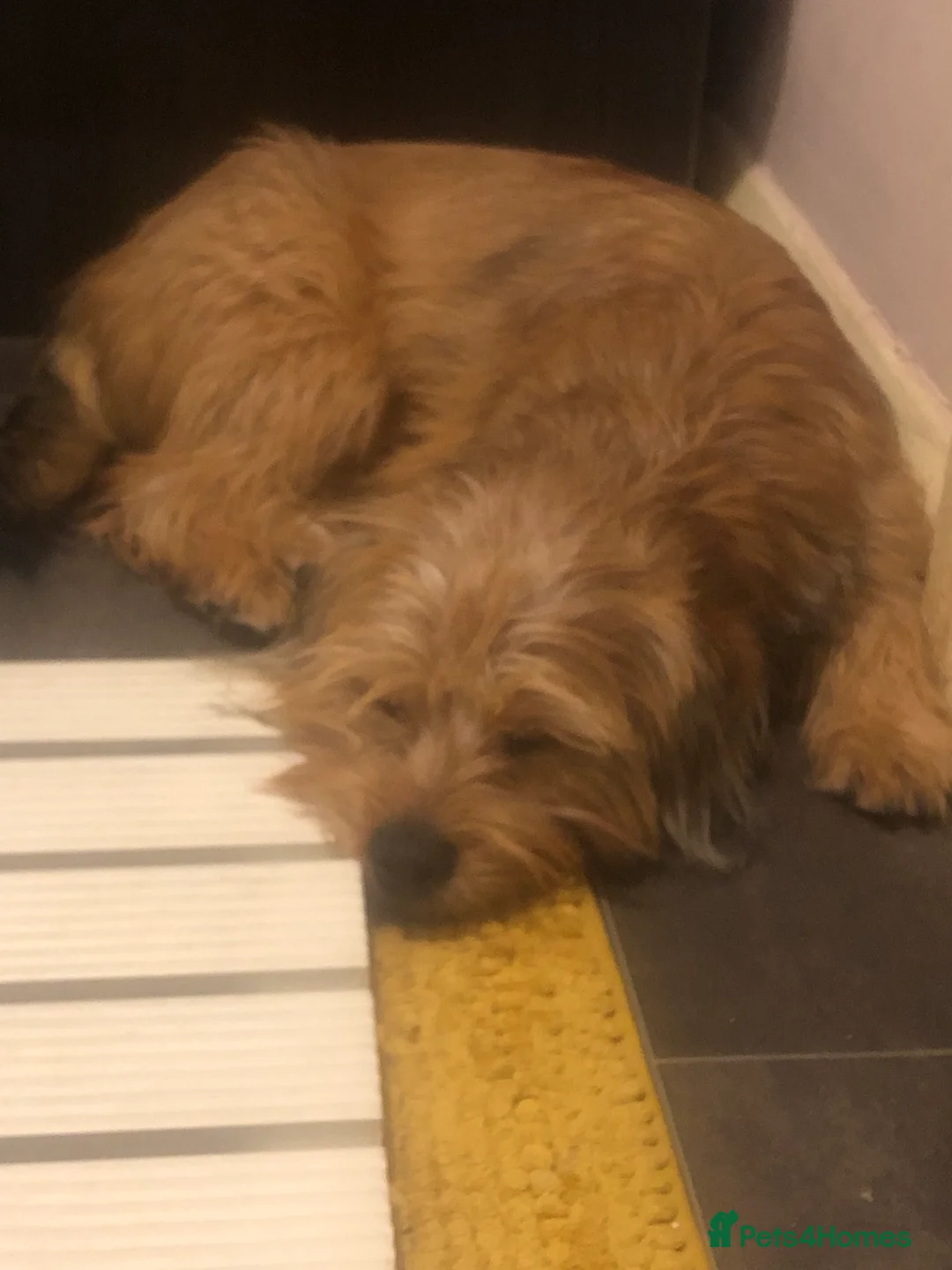 Shorkie dogs for sale: Shorkie puppy - Advert 4
