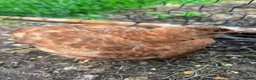 Quail poultry for sale: Amazing selection of celedon quail - Advert 5
