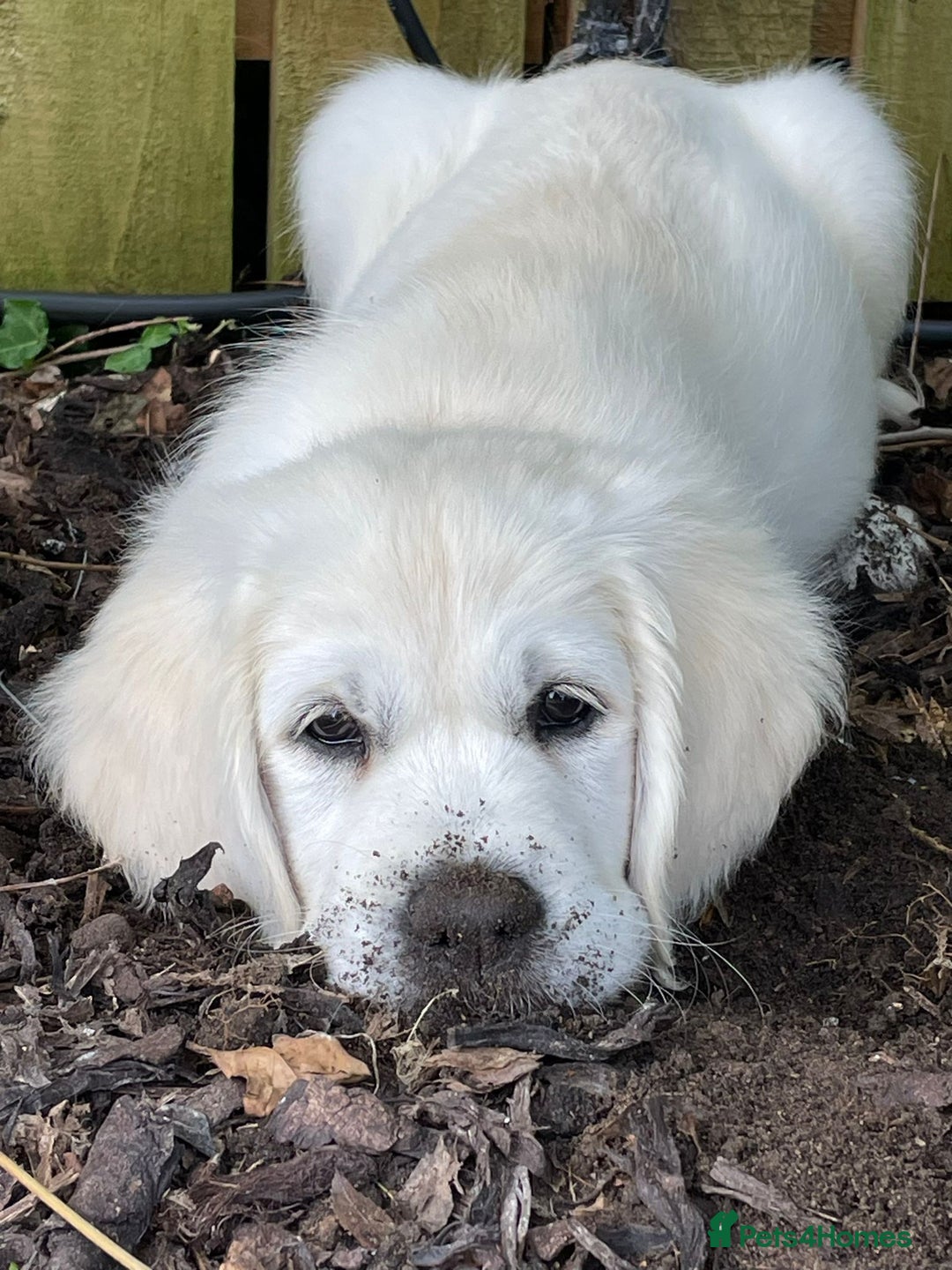 Golden Retriever dogs for sale: Championship line KC Golden Retriever puppies - Image 15
