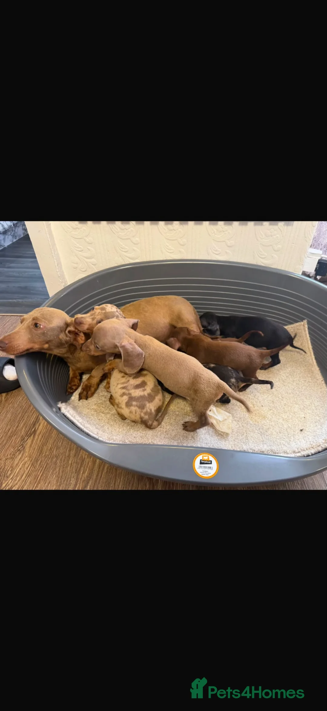 Miniature Dachshund dogs for sale: Dachund Miniature in Leeds - Advert 2