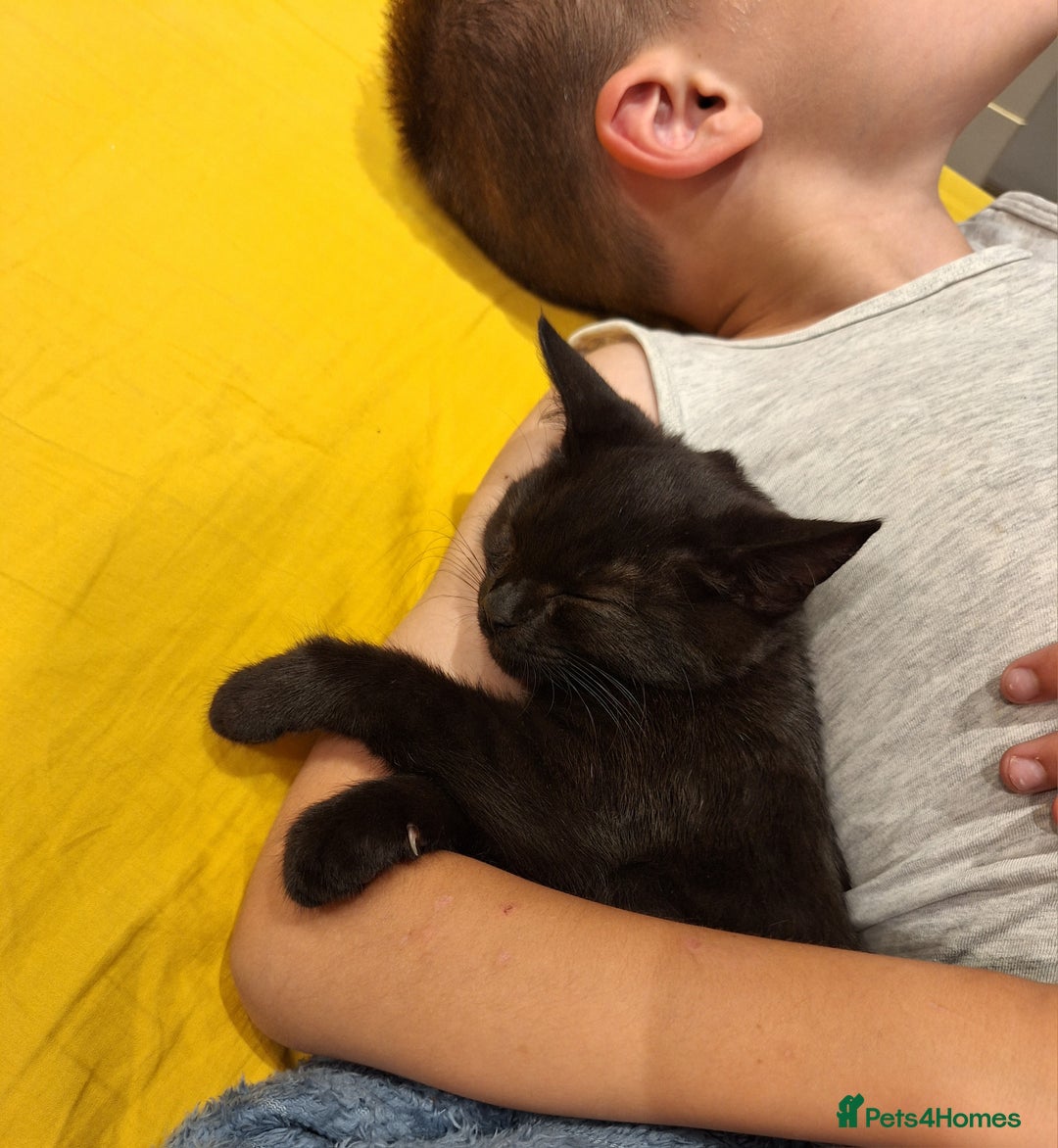 British Shorthair cats for sale: 🤎SALE!!! Chocolate BSH boy and girl, LONDON SE9🤎 - Image 20