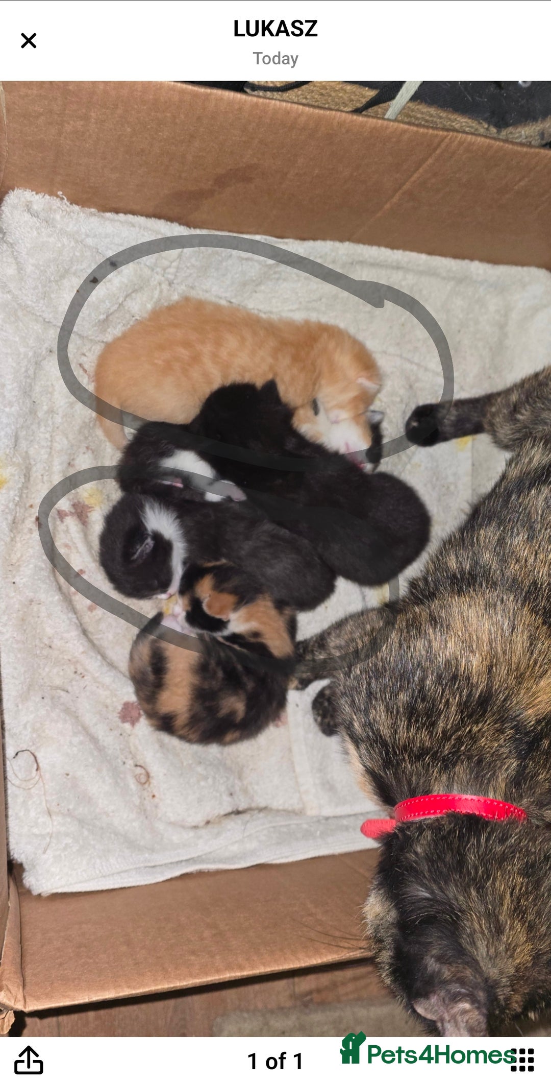 Domestic Shorthair cats for sale: 4 beautiful kittens ready for 14/02/2026 - Advert 1
