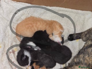 Domestic Shorthair cats 5 beautiful kittens ready for 14/02/2026 - Advert 7