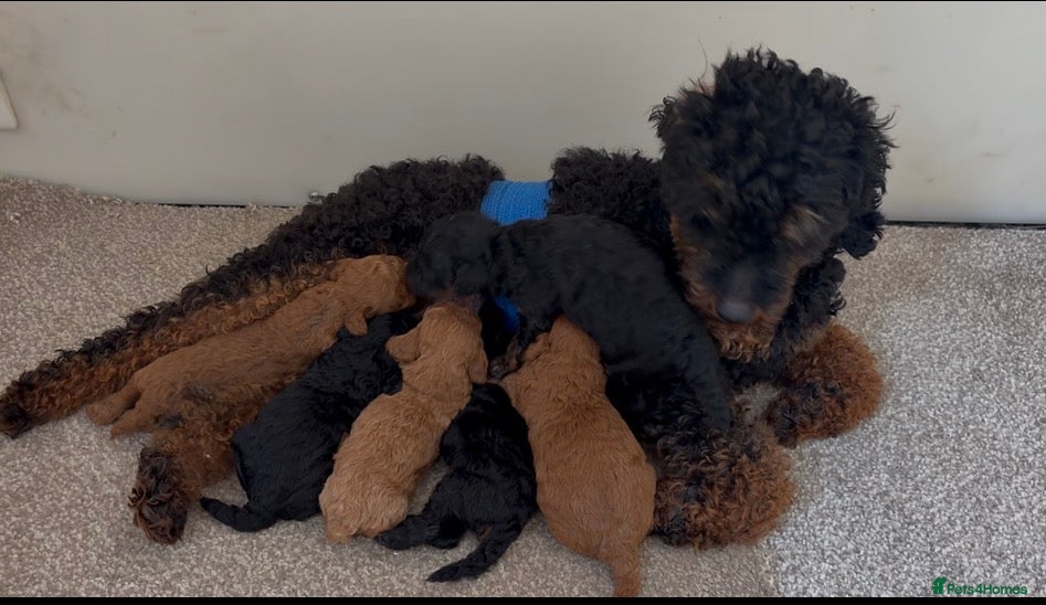 Toy Poodle dogs Tiny beautiful Toy Poodles 🐾 - Advert 7